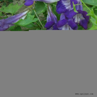 草本植物 蓝翔园艺 ASA01 供应**花卉种子  一年生  金鱼藤花卉种子 **种子零售批发图2