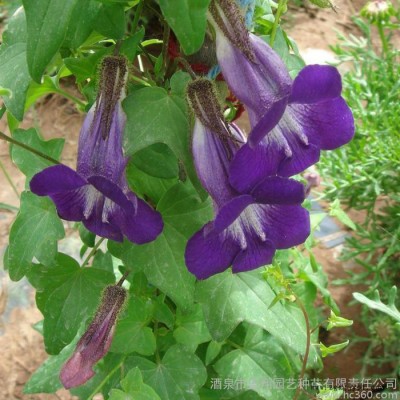 草本植物 蓝翔园艺 ASA01 供应**花卉种子  一年生  金鱼藤花卉种子 **种子零售批发图3