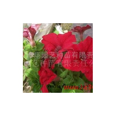 蓝翔园艺 Pet06   供应花坛种子鲜红**矮牵牛F1.种子、种苗、花卉图3