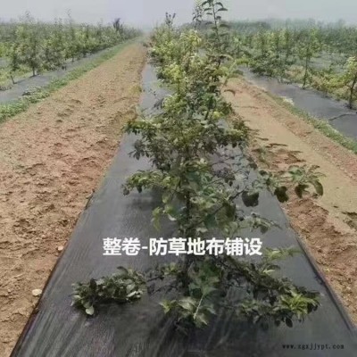 果园防草布_葡萄园防草布_无花果防草布