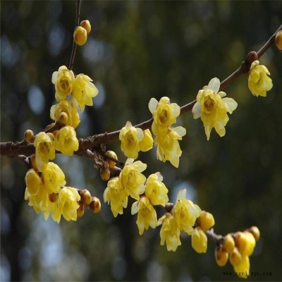 基地批发园林观花植物 园林绿化丛生腊梅树苗 冬天腊梅花苗 蜡梅