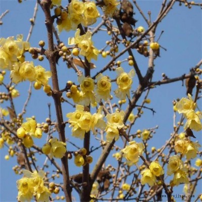 基地批发园林观花植物 园林绿化丛生腊梅树苗 冬天腊梅花苗 蜡梅图2