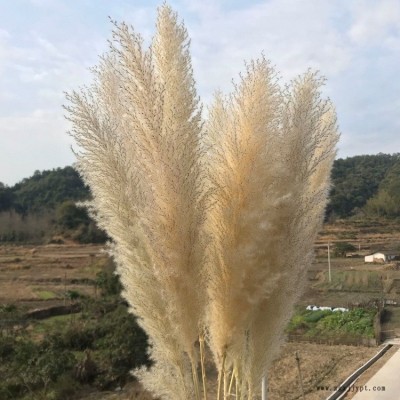 天然干花芦苇花原生态超大蓬松蒲苇落地装饰摆件婚庆舞台场景插花小芦苇