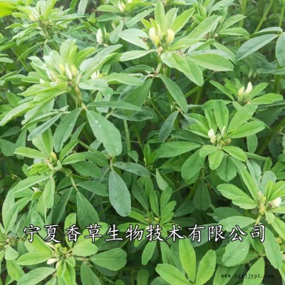 香豆子粉烤馍花卷原料  宁夏固原厂家自己种植图4